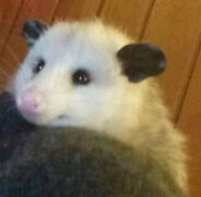 Possum