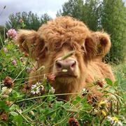 Highland Cow