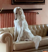 Borzoi