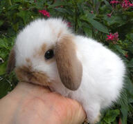 Lop Bunny