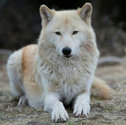 Alaskan Tundra Wolf